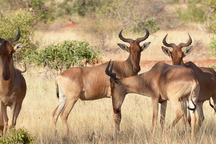 2 DAYS TSAVO EAST SAFARI OFFER (minimum 2 pax)