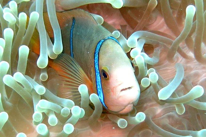 Sea Scooter Snorkeling : Tiburones, rayas, tortugas & coral