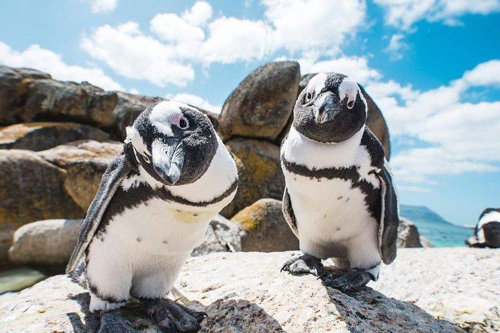 ケープタウン発喜望峰とペンギンの 1 日ツアー
