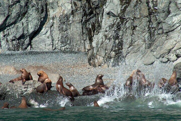 Crociera sul ghiacciaio del Columbia da Valdez