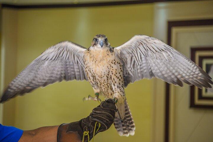 Guided Falcon Hospital Tour Abu Dhabi