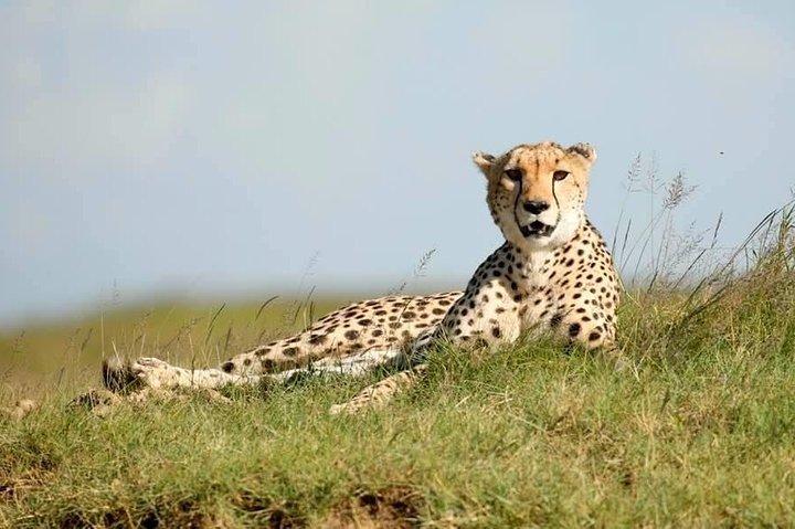 6-daagse Big Five Magic Safari Tour