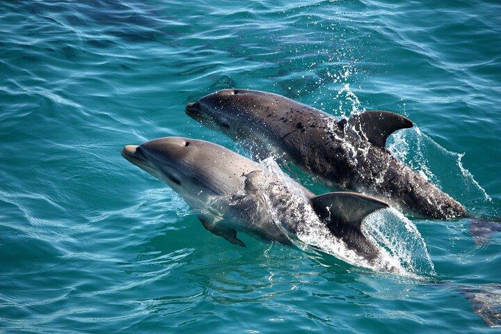 Mornington Peninsula Scenic 1.5 hour boat cruise.