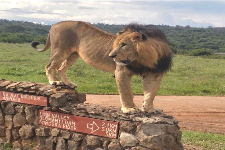 Nairobi Nationaal Park safari Ervaring