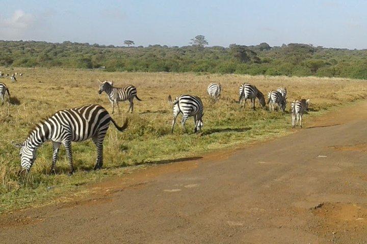 Nairobi National Park safari Experience