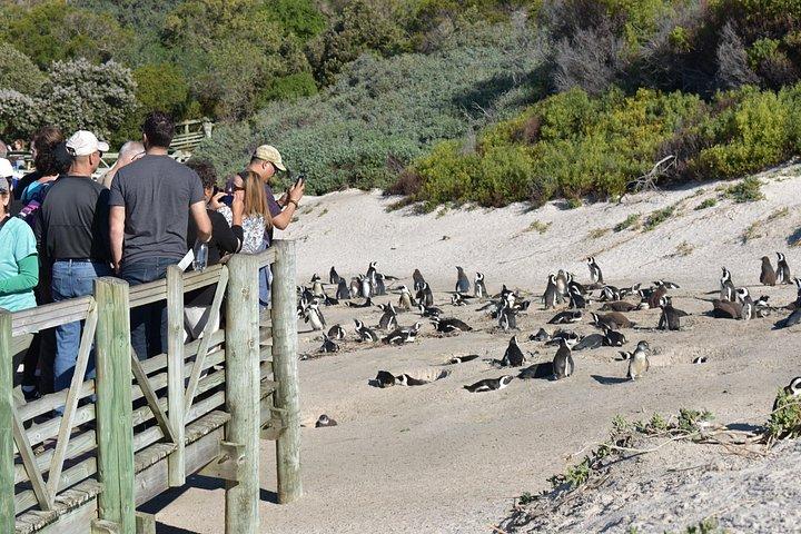 ケープタウン発喜望峰とペンギンの 1 日ツアー