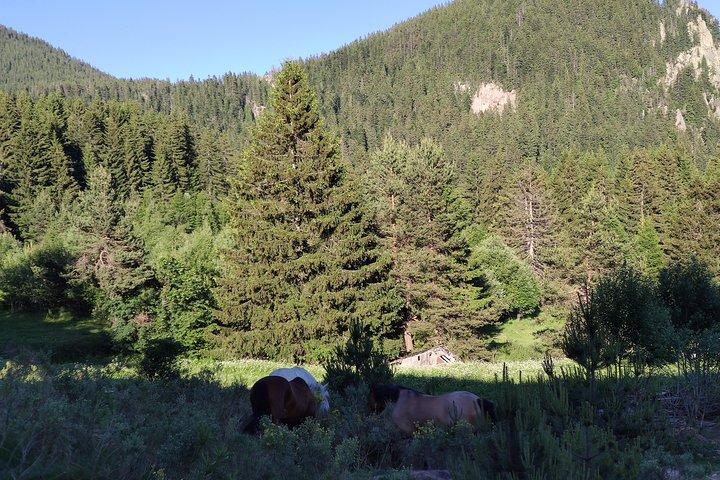 Horse Riding in the Heart of the Rhodope Mountains