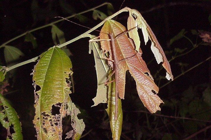 クアラルンプールからのTaman Negaraでの4日間のジャングル体験