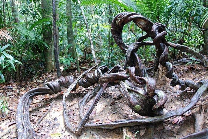 クアラルンプールからのTaman Negaraでの4日間のジャングル体験