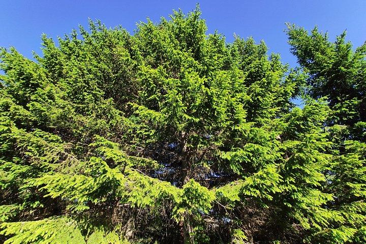 ロドピ山脈での地元の冒険