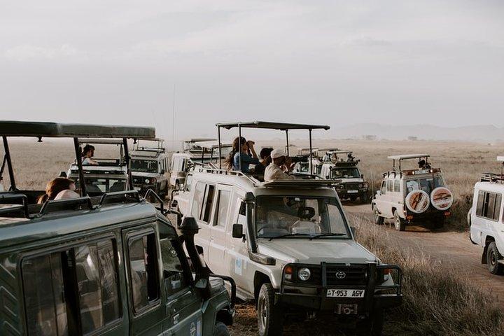 5 dage Classic Safari til Lake Manyara, Ngorongoro og Serengeti