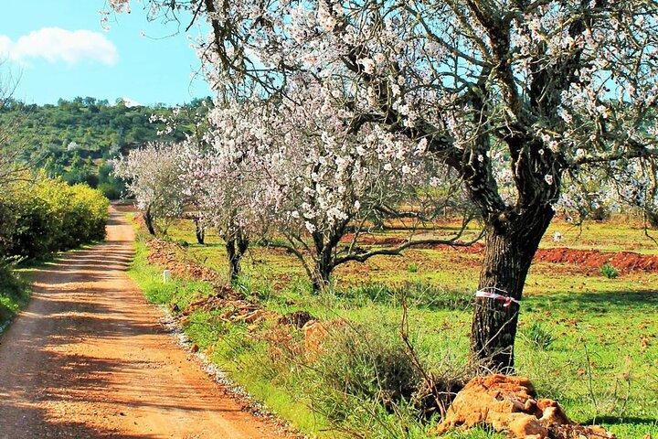 Quad Biking Sightseeing Tour i Albufeira