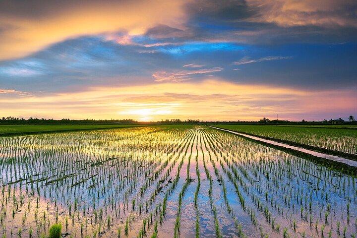 Sekinchan Paddy Fields, Fishing Village & Redang Beach Tour