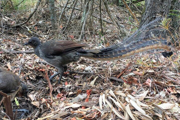 WILDウォンバットとカンガルー日帰りツアー、オールインクルーシブ