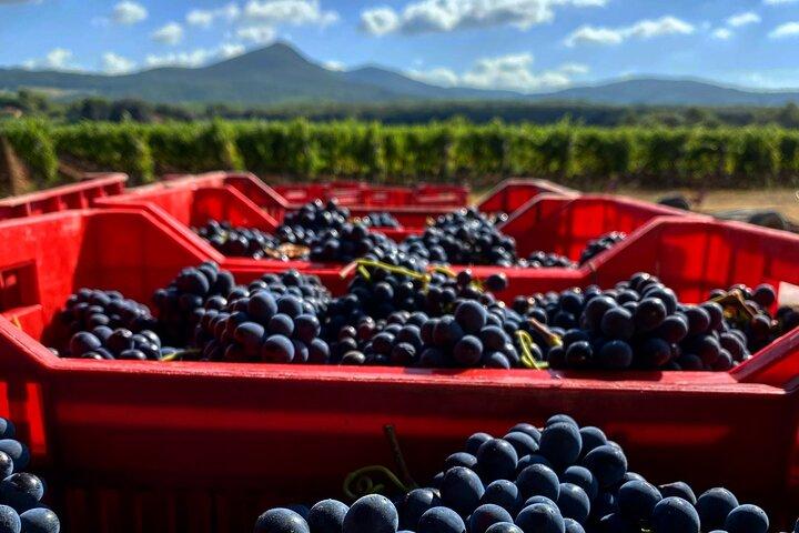 The selections - visit with Bolgheri wine tasting