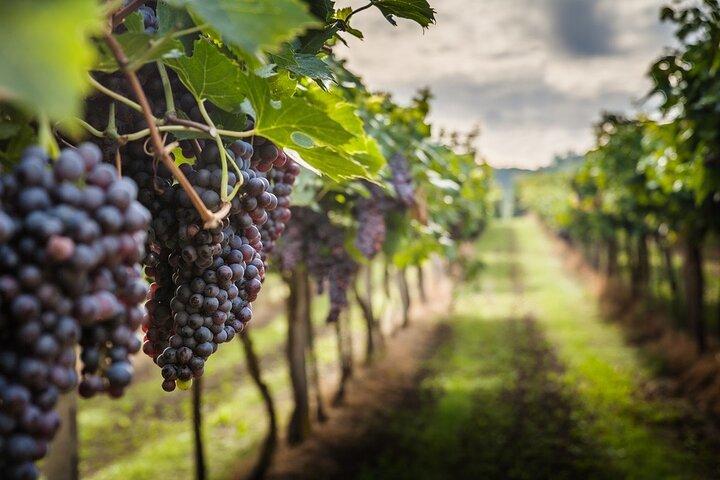 Privé Chianti-wijnproeverij uit Florence, ervaring van een halve dag