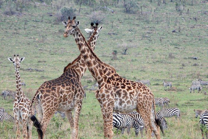 7 Days Kenya Scenic Safari