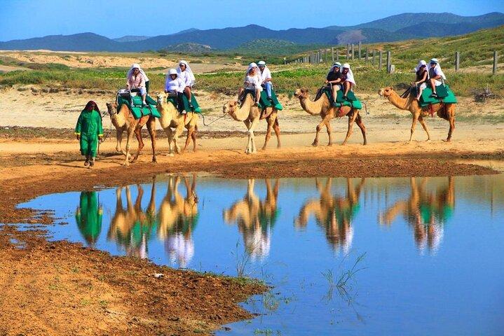 Cabo Camel und Safari Ride