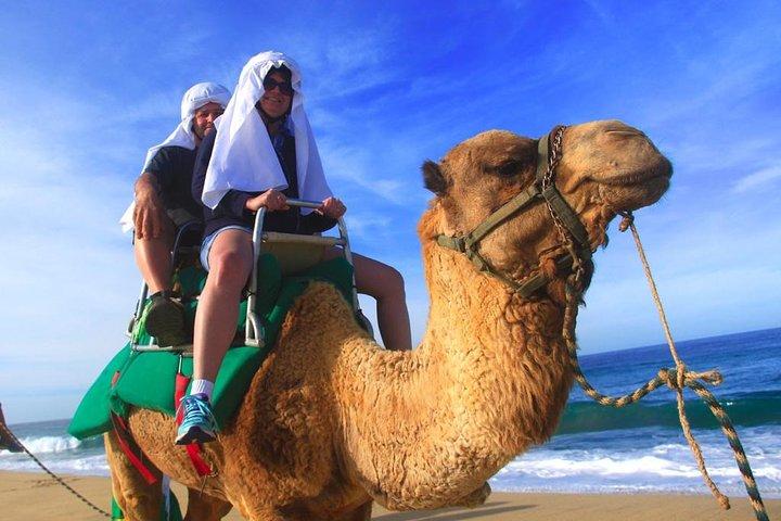 Cabo Camel und Safari Ride