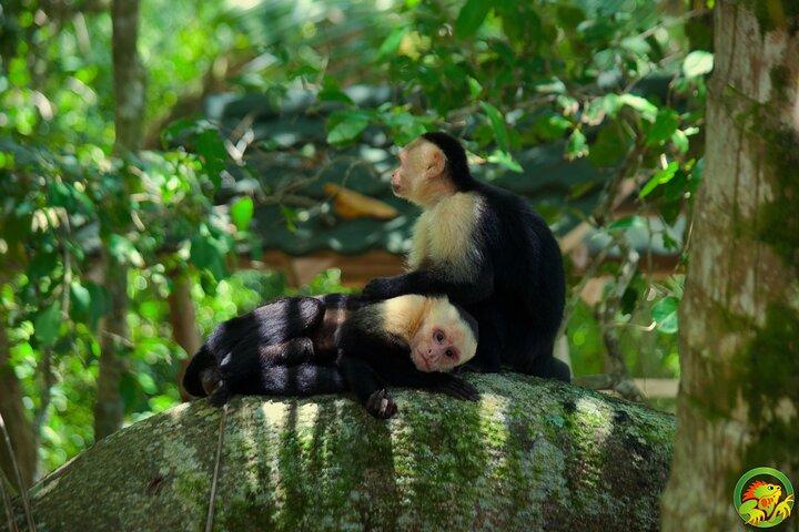Manuel Antonio Nationaal Park Tour