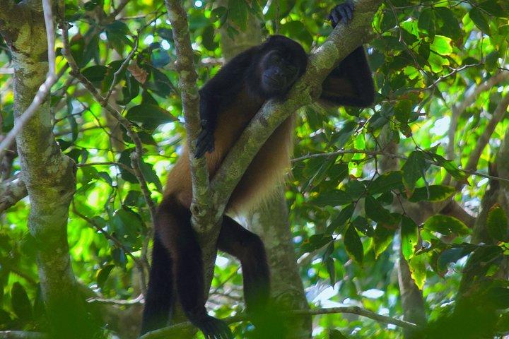 Manuel Antonio Nationaal Park Tour