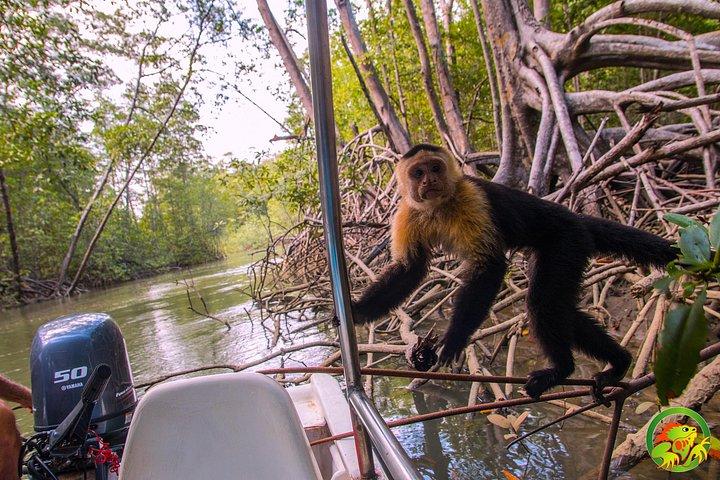 Damas Mangrove Boat Tour