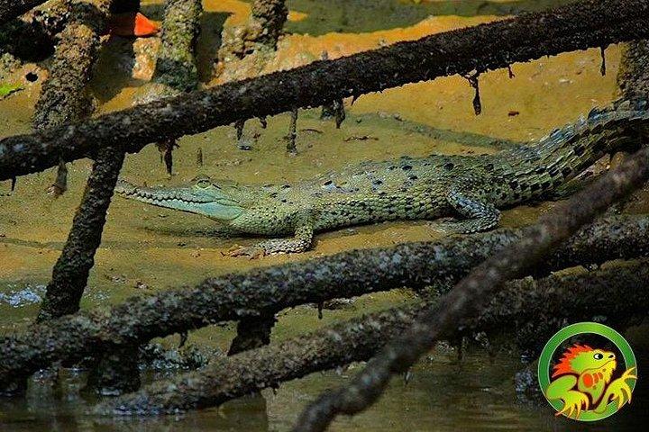 Damas Mangrove Boat Tour