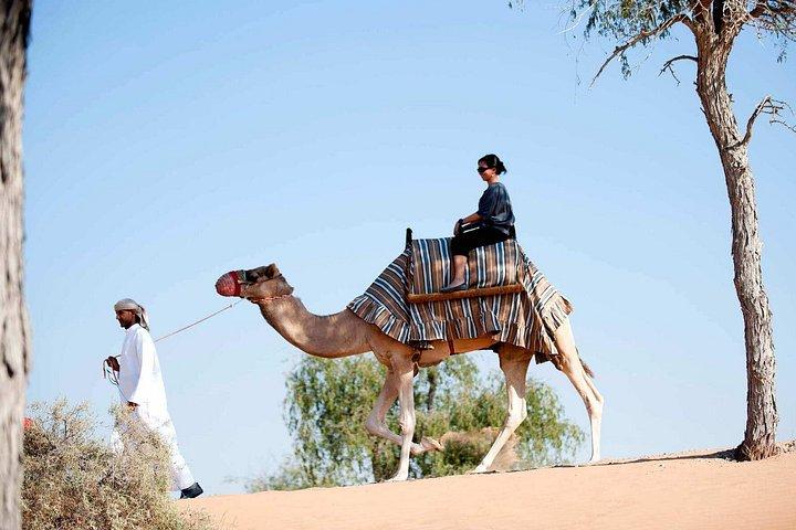 Sunset Camel Ride Including BBQ Dinner From Ras Al Khaimah