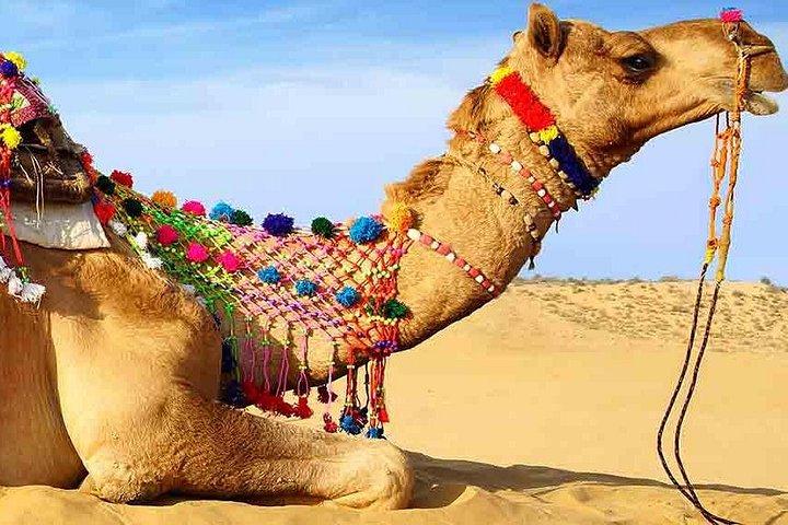 Sunset Camel Ride Including BBQ Dinner From Ras Al Khaimah