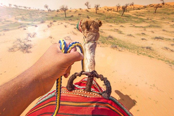 Sunset Camel Ride Including BBQ Dinner From Ras Al Khaimah