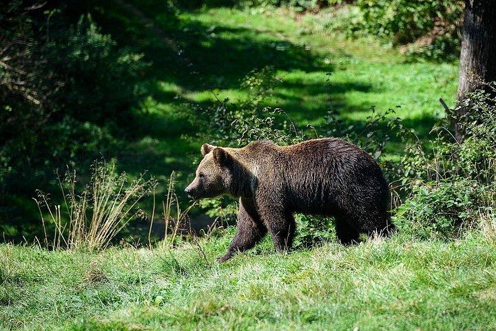 ベアーズ・リベアティ・サンクチュアリとドラキュラ・ブラン城の日帰り旅行