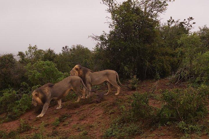 Addo Elephant National Park Heldagssafari