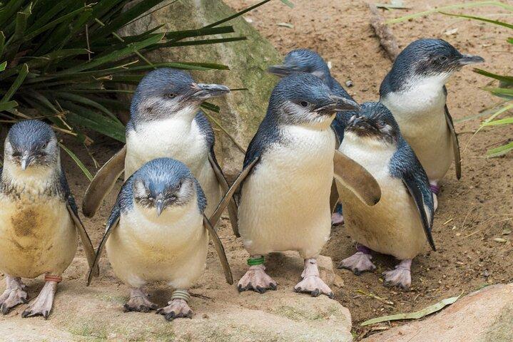 Healesville Sanctuary And Phillip Island Wildlife Bus Tour
