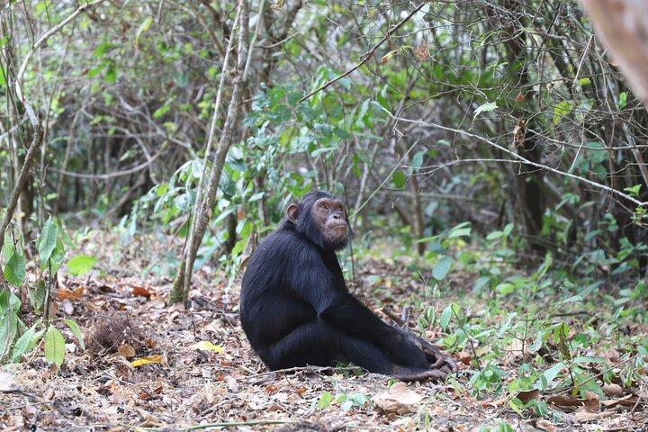 Caminhada de Chimpanzé no Parque Nacional de Gombe