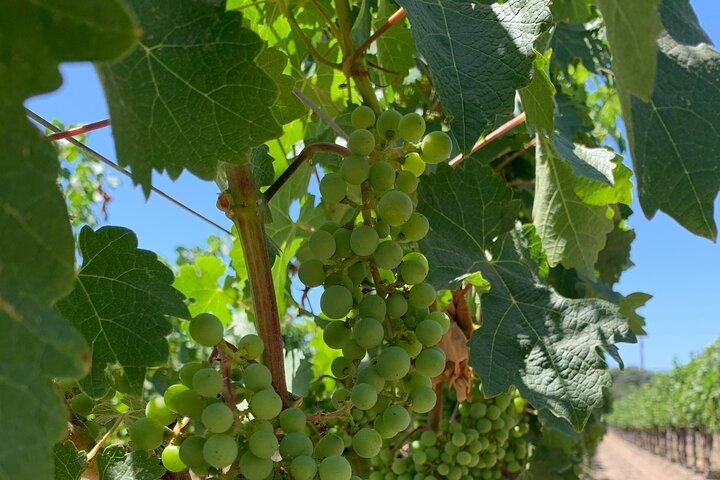 Napa & Sonoma wijntour | 6-8 uur durende privétour, volledig op maat gemaakt.*XL SUV