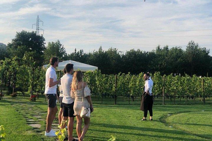 Chianti and San Gimignano - 2 Wineries with Pairing Lunch