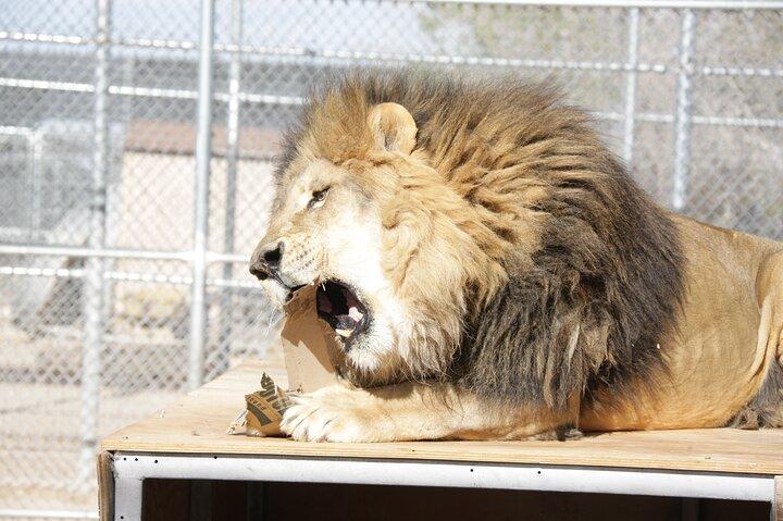 Billet d'entrée Lion Habitat Ranch à Las Vegas