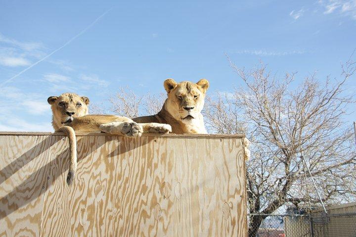Billet d'entrée Lion Habitat Ranch à Las Vegas