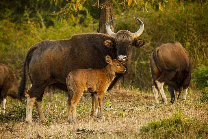 バンガロールからナガルホール国立公園へ：ウィルダネス リトリート