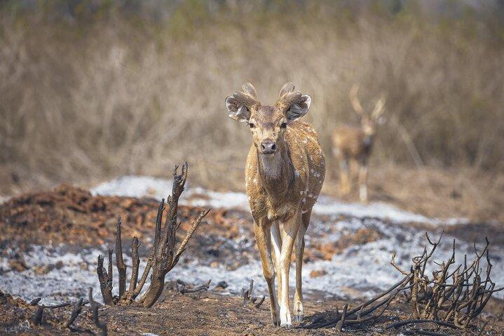 バンガロールからナガルホール国立公園へ：ウィルダネス リトリート