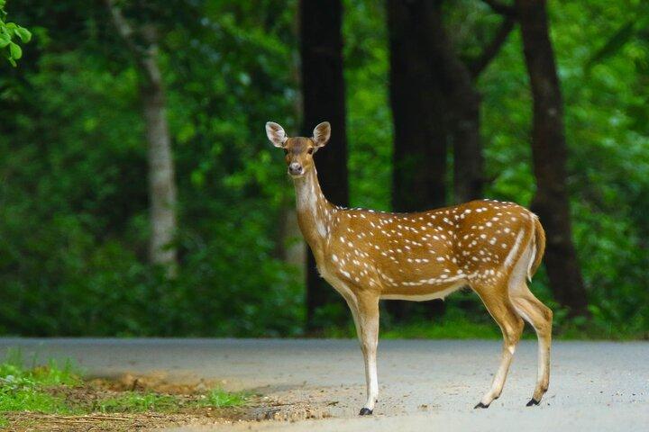 バンガロールからナガルホール国立公園へ：ウィルダネス リトリート