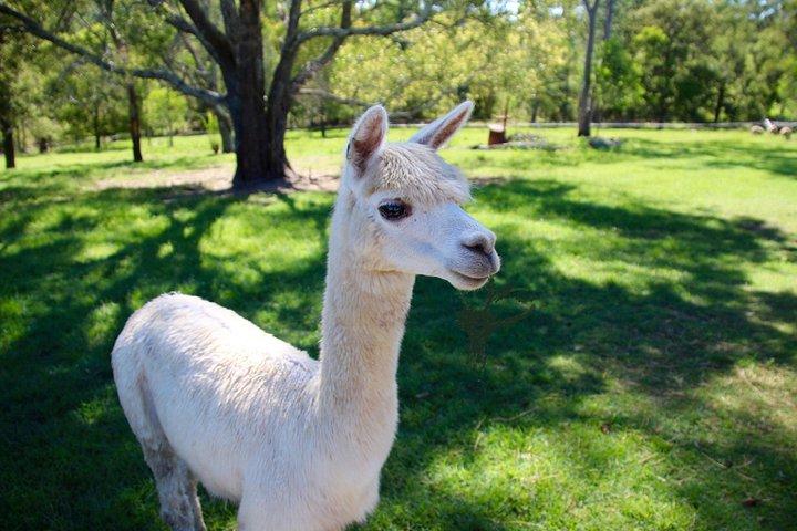 Trevena Glen 2hr Animal Tour