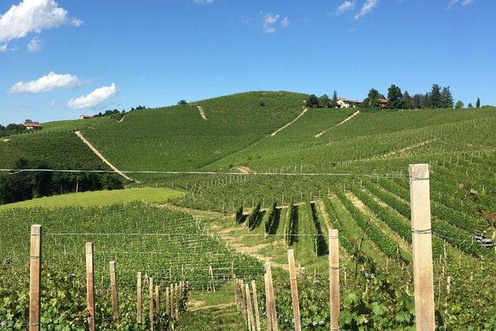 Privat Barolo / Barbaresco - Piemonte vinturer och provningar