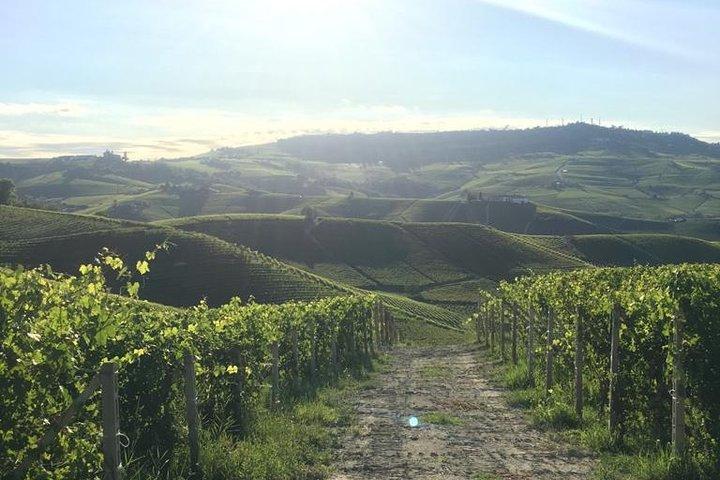 Privat Barolo / Barbaresco - Piemonte vinturer och provningar