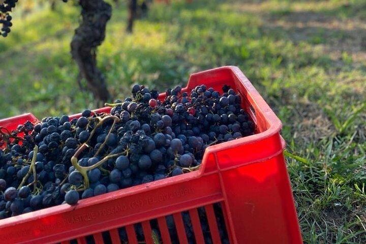 Privat Barolo / Barbaresco - Piemonte vinturer och provningar