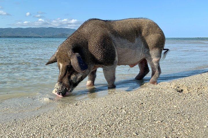 Semi VIP exclusivo de Pigs Island