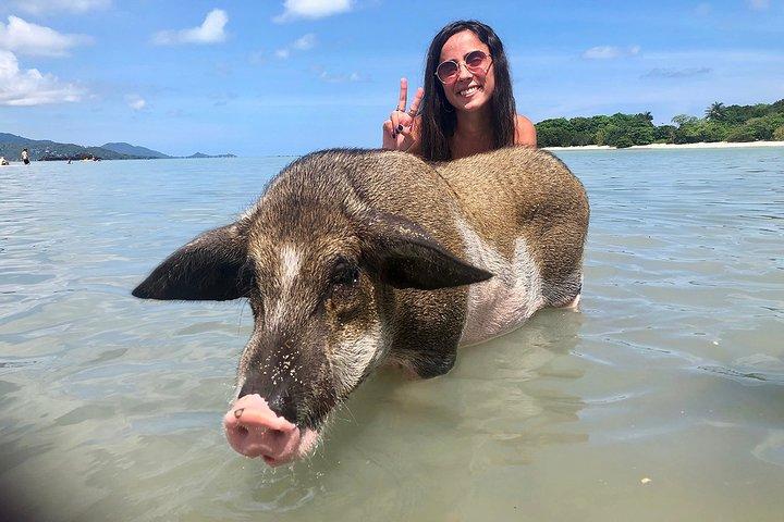 Semi VIP exclusivo de Pigs Island