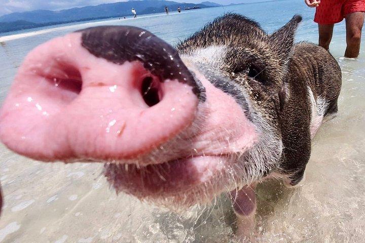 Semi VIP exclusivo de Pigs Island