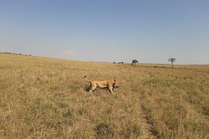 7 jours de safari guidé au Kenya