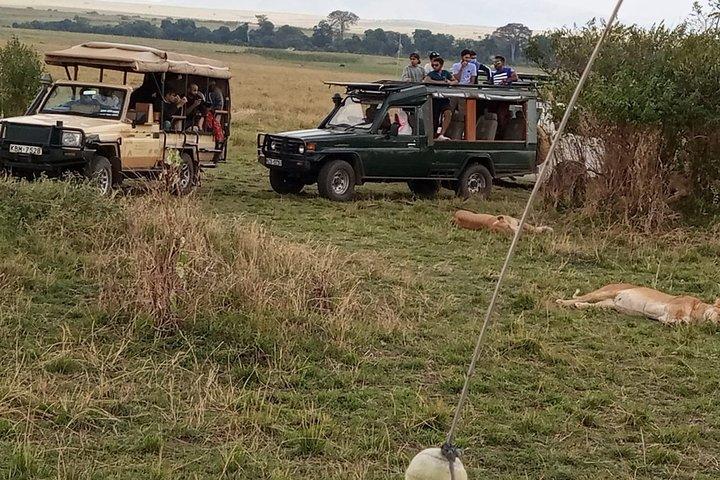 5 - Day Tanzania Camping Safari : Manyara, Serengeti och Ngorongoro